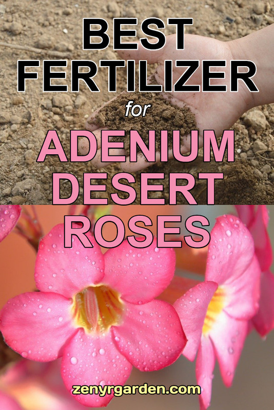 Best Fertilizer for Desert Rose